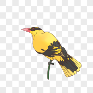 春天的黄鹂鸟高清图片