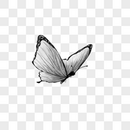 一只蝴蝶图片