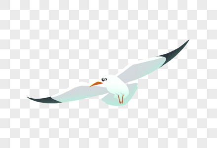 海鸥动物海鸟高清图片