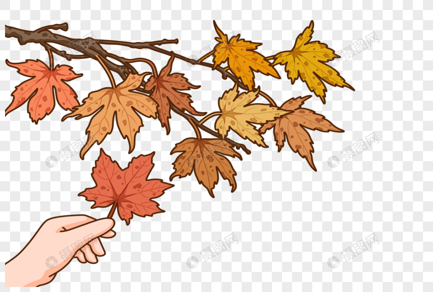 秋天的枝叶图片
