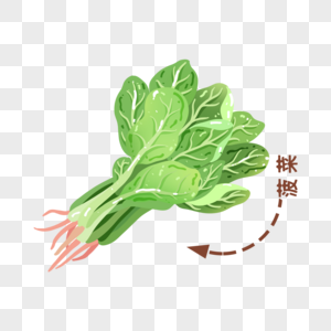 菠菜秋季蔬菜高清图片