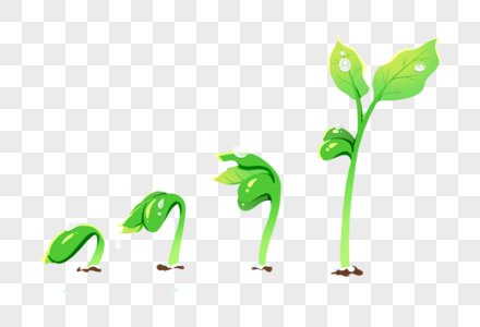 发芽的植物植物发芽高清图片