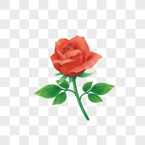 玫瑰花七夕素材高清图片