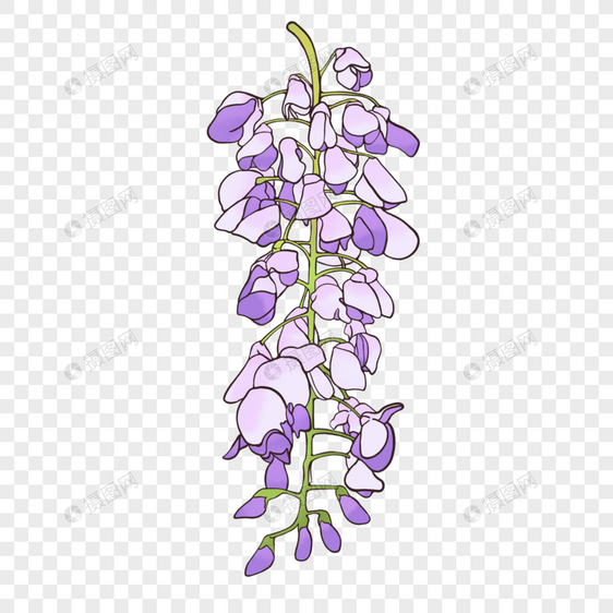 紫藤花花卉图片