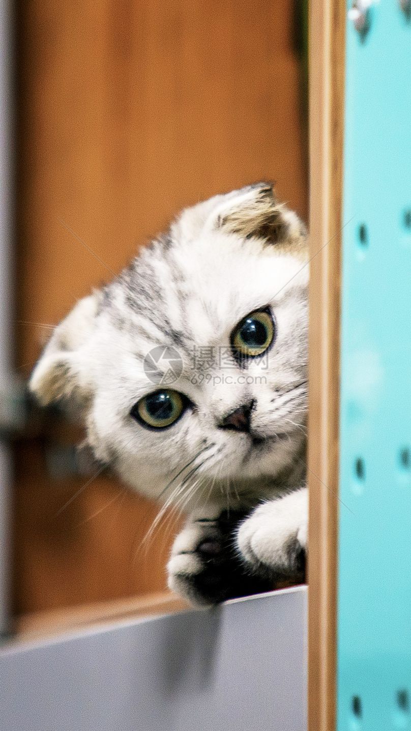 猫咪手机壁纸图片素材_免费下载400197284_