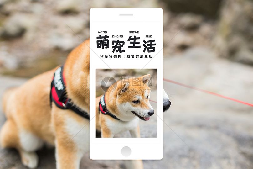 宠物生活手机海报配图