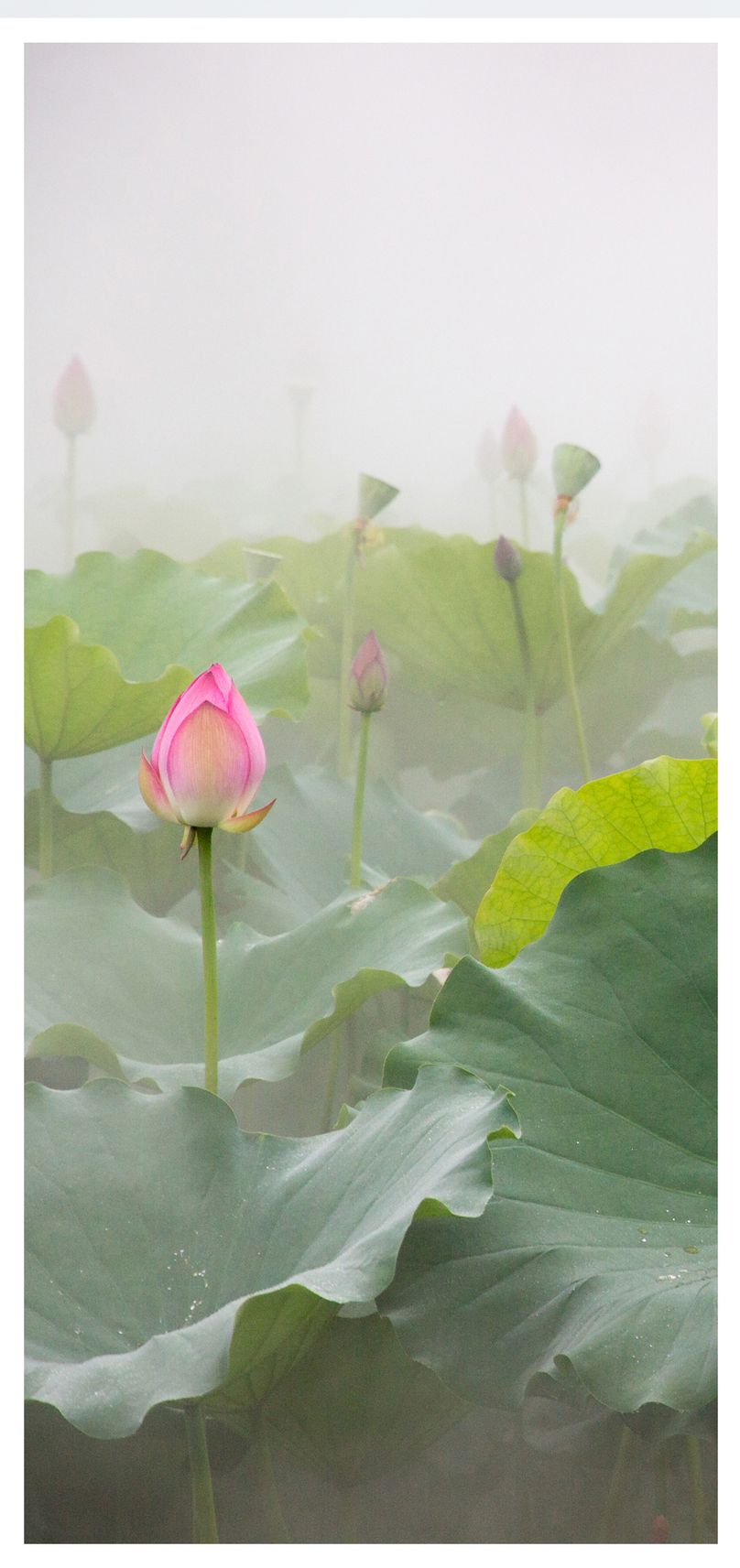 荷花手机壁纸图片素材_免费下载400239711_