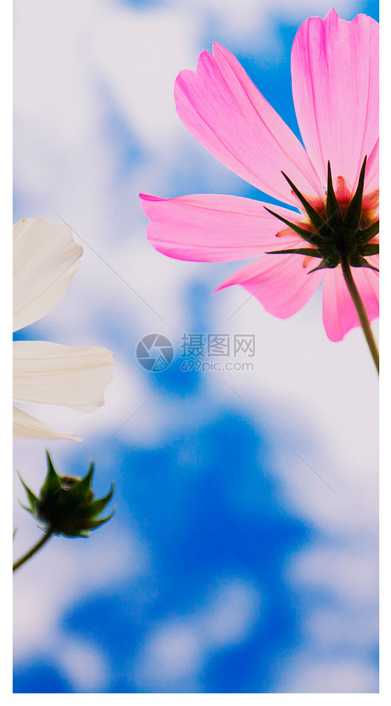 格桑花手机壁纸