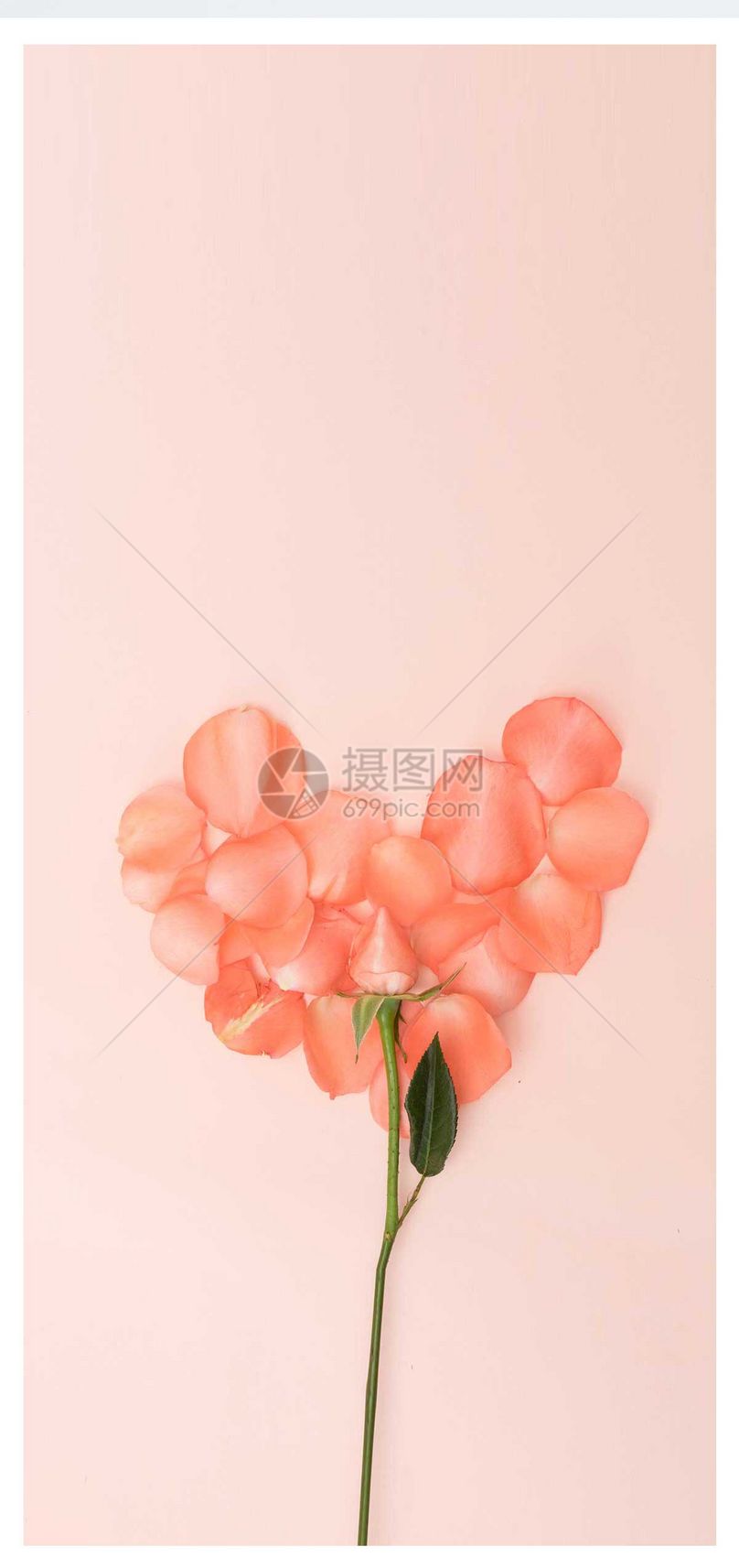 玫瑰花手机壁纸图片素材_免费下载40028293