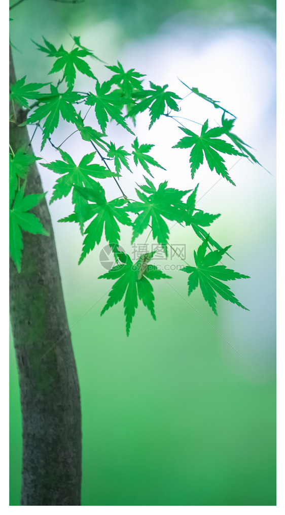 早秋的枫叶手机壁纸