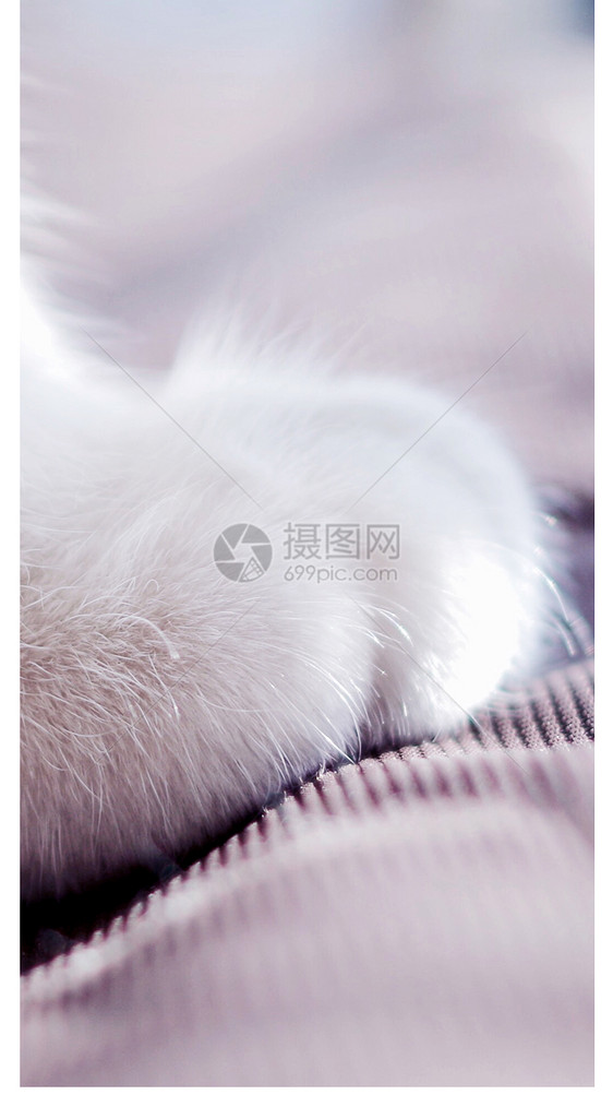 白猫爪手机壁纸