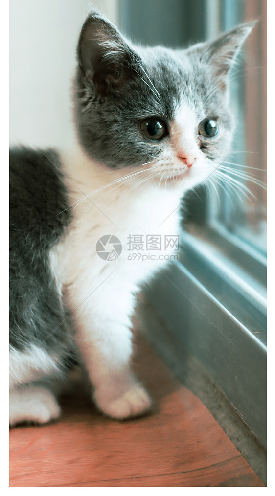 看窗外的猫手机壁纸