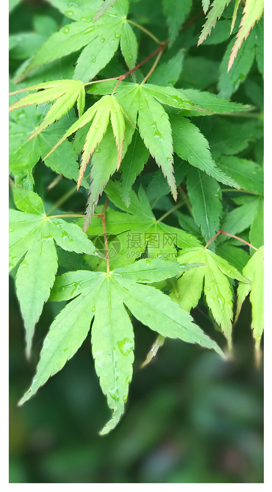 绿色枫叶手机壁纸