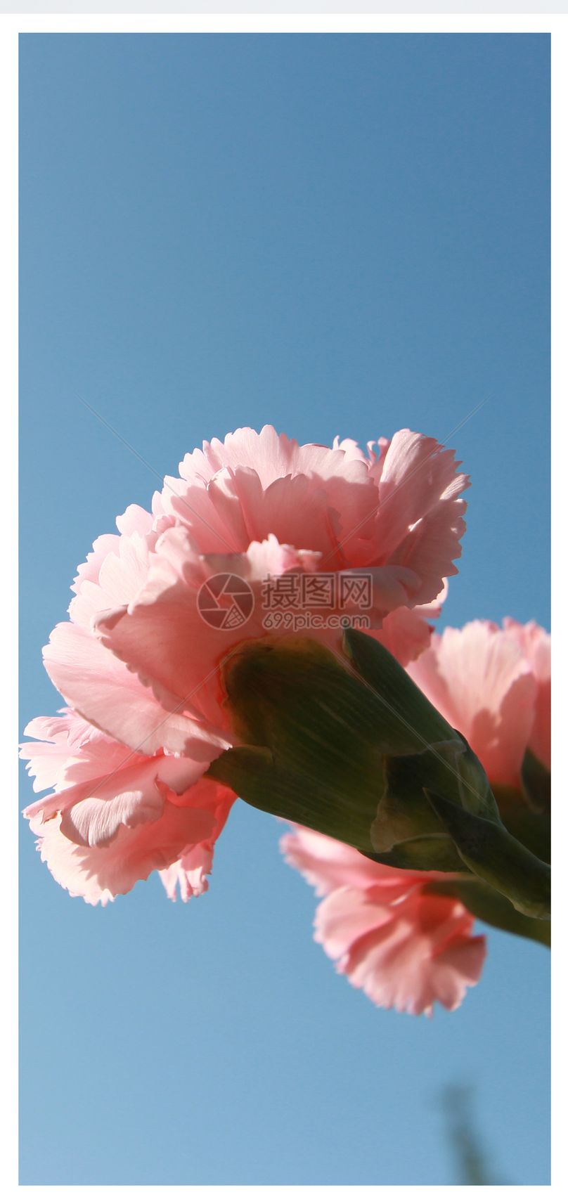 康乃馨手机壁纸