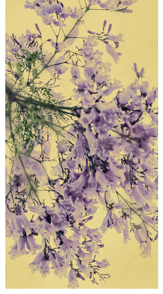画意蓝花楹手机壁纸