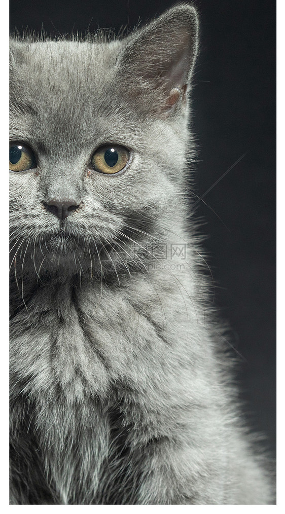 蓝猫手机壁纸