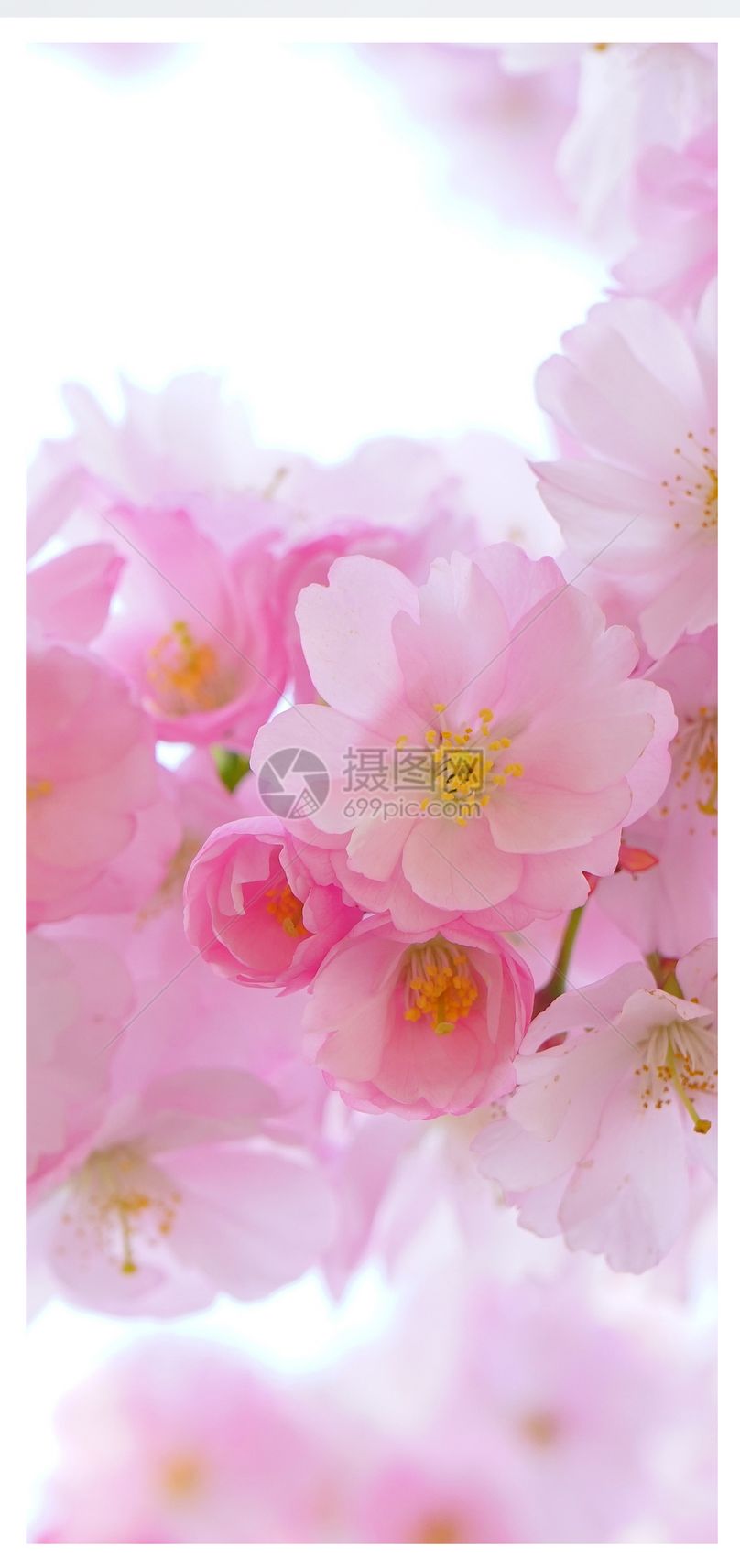 日本樱花手机壁纸