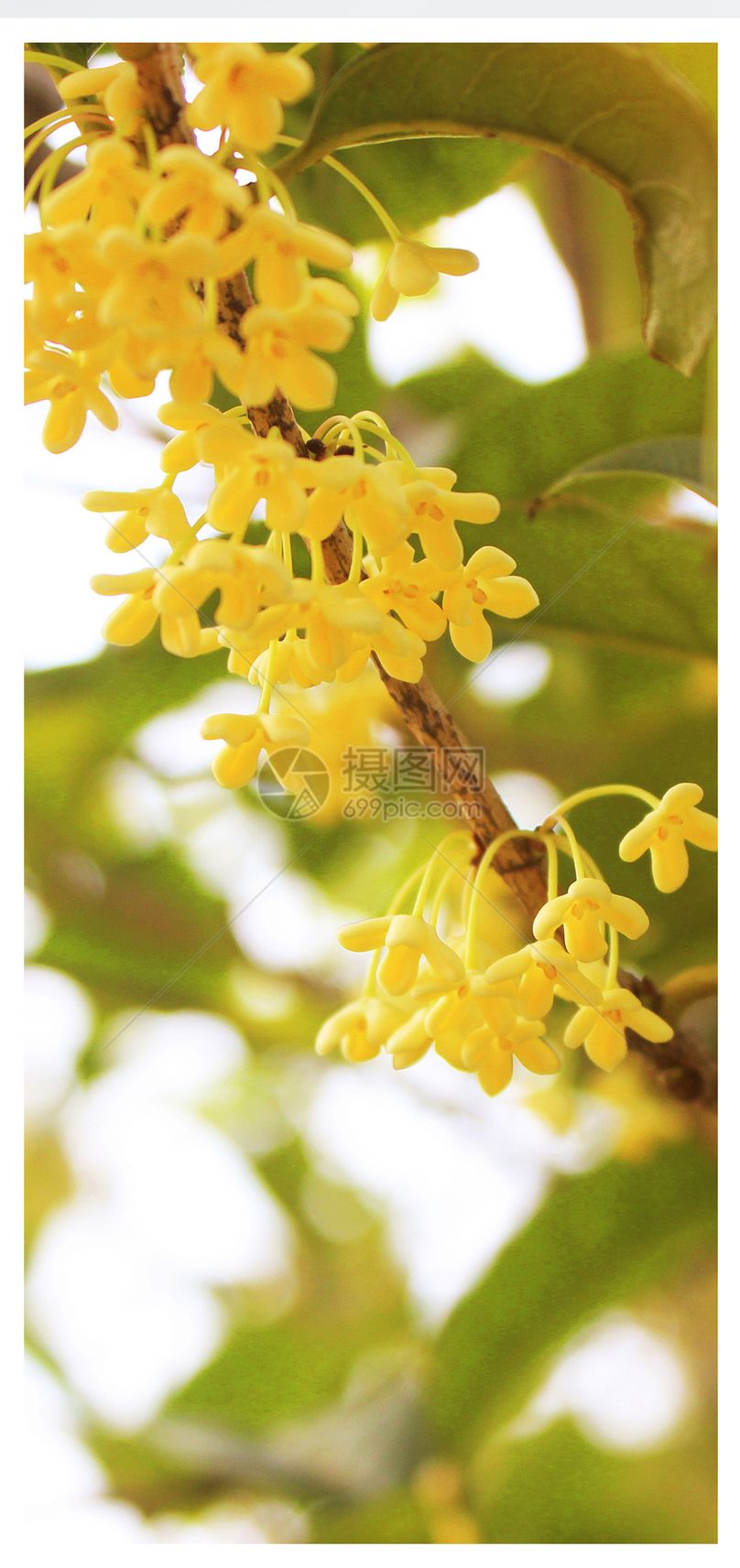 秋天桂花手机壁纸