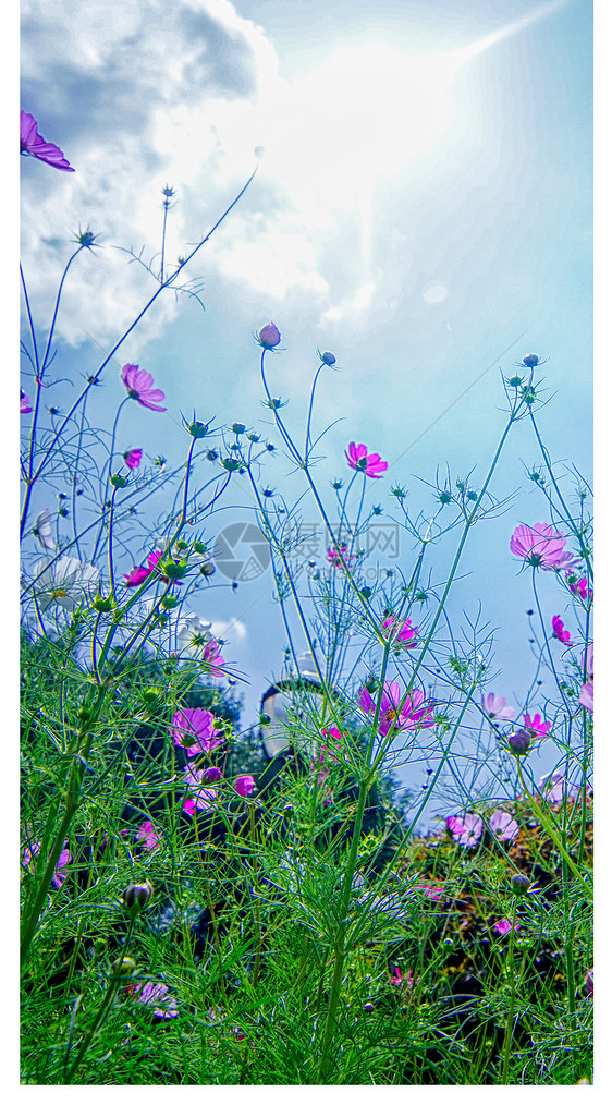 格桑花手机壁纸