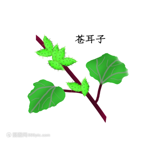 苍耳子药材龙吐珠花盆栽图片