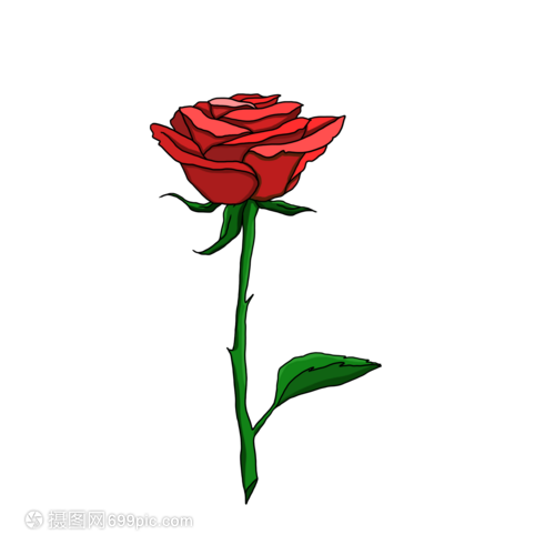 浪漫情人节一朵美丽的玫瑰花