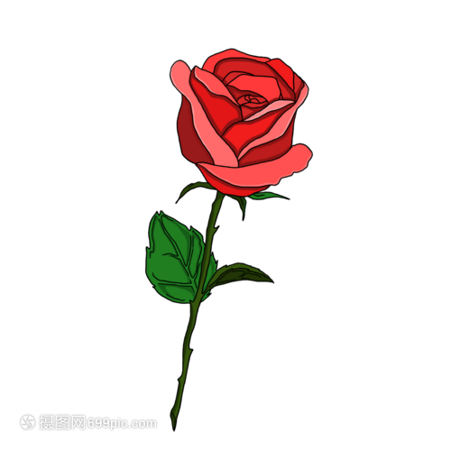 浪漫情人节一朵娇艳的玫瑰花