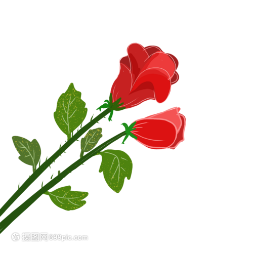 两支玫瑰花鲜花