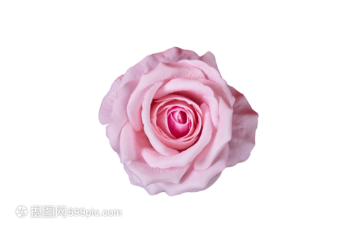 一朵粉色玫瑰花