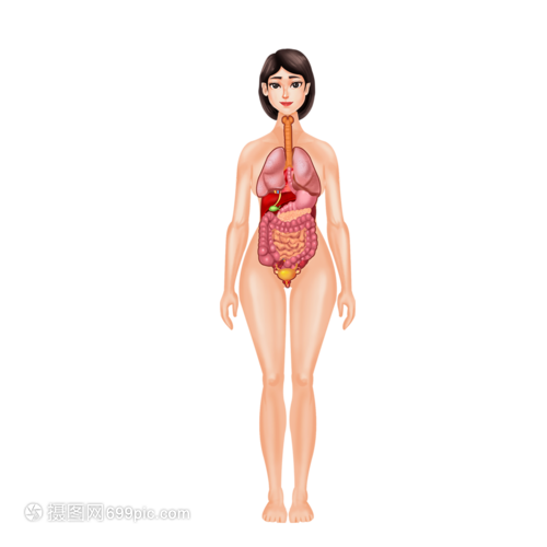女人人体器官结构