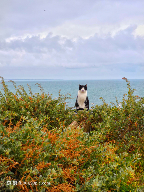 葡萄牙阿尔布费拉海边猫咪