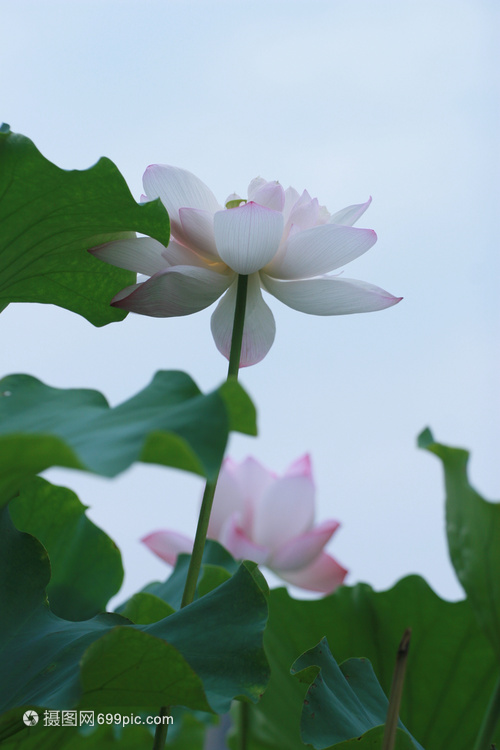 “广珐琅”莲花“广绣”木棉花