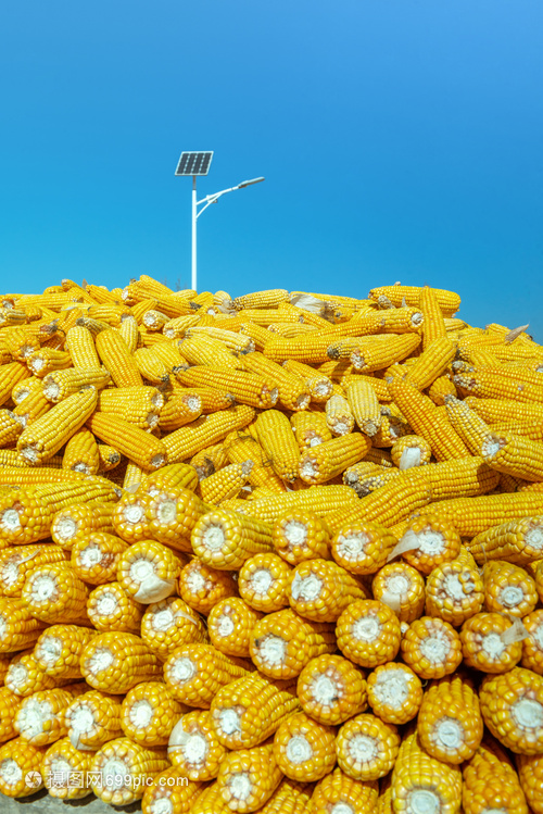 北疆行｜内蒙古通辽：玉米单产提升探访记