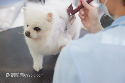 在博美犬中卖家声称的哈多利球体kaiyun开云体育来世今生