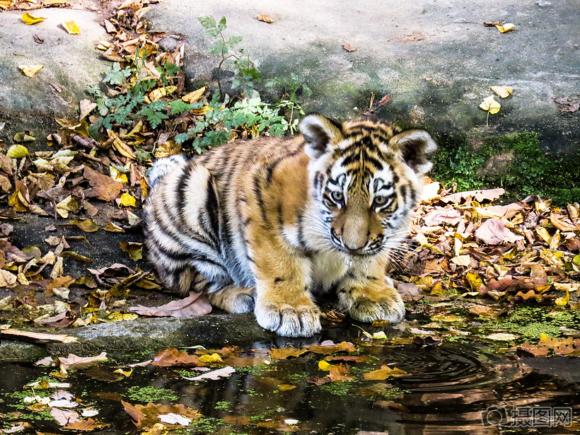 在河边喝水的小老虎