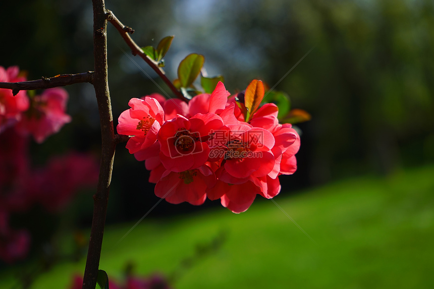 美丽的橘红色花朵