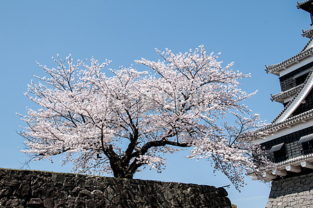 日本的樱花树高清图片