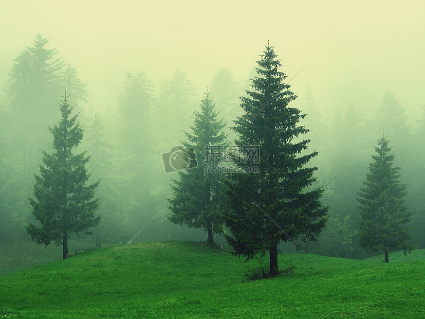 浓雾中的松树林