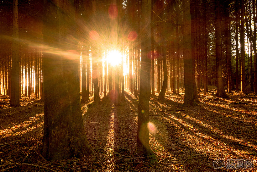 太阳的光芒照射树林落叶闪闪发光图片