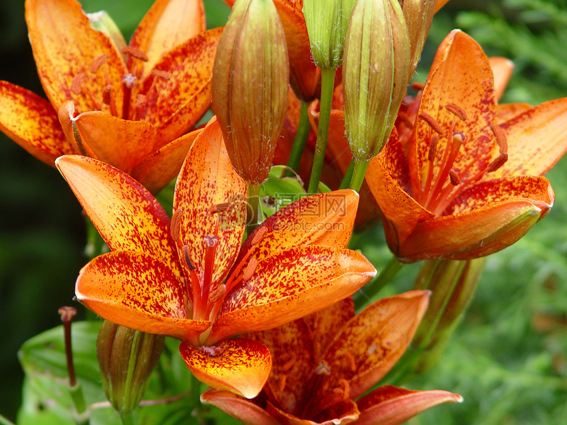 盛开的百合花