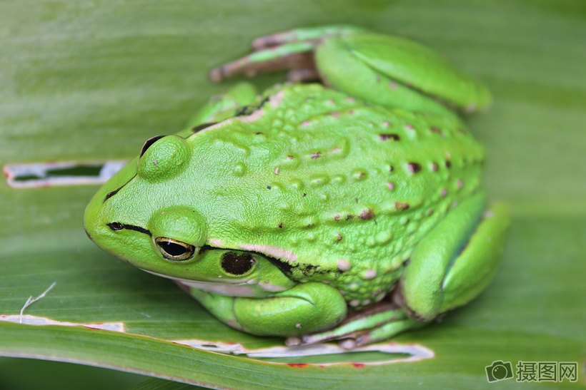 一直绿色的青蛙高清图片免费下载_摄图网(编号:181806)