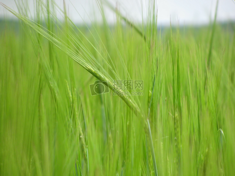 麦田地里的绿色麦穗