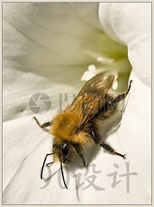 >【jpg】蜂蜜昆虫蜜蜂夏季花蜜蜂屏幕授粉吃饭v蜂蜜鲨鱼上海花园动物关闭图片