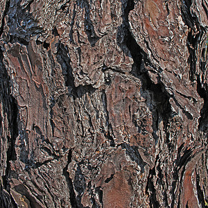 psd) 颜色模式 : rgb 清晰度:高清 树皮 树 自然 木材 粗 背景 纹理