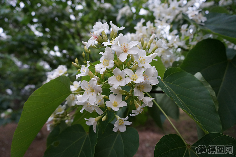 开满了白色花朵的油桐树