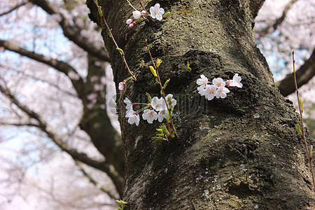 澳洲国立大学图片_澳洲国立大学素材_澳洲国