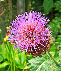 鲜艳花朵图片_鲜艳花朵图片大全_鲜艳花朵背
