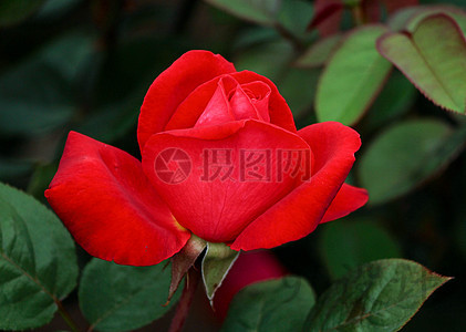 颜色模式 : rgb 清晰度:高清 玫瑰 红色 花瓣 印刷 手机端:红玫瑰花园