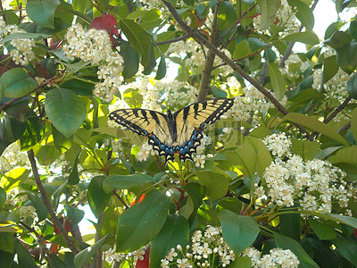 室内绿叶植物与空白无框画图片_室内绿叶植物