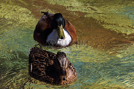 水鸭子养殖图片_水鸭子养殖素材_水鸭子养殖