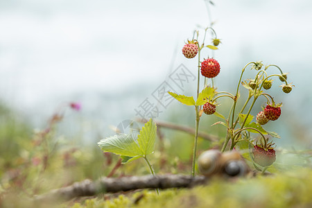 成熟草莓的浆果靠近挪威的本质图片